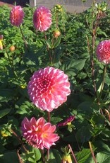 4 Stück Pink Runner Lieferung ab Dezember