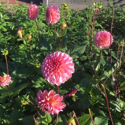4 Stück Pink Runner Lieferung ab Dezember