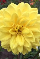 4 stuks Golden Emblem