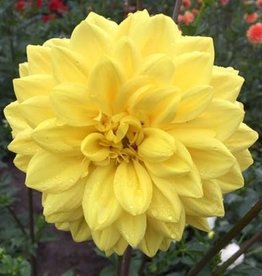 4 Stück Golden Emblem