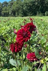 4 stuks Arabian Night