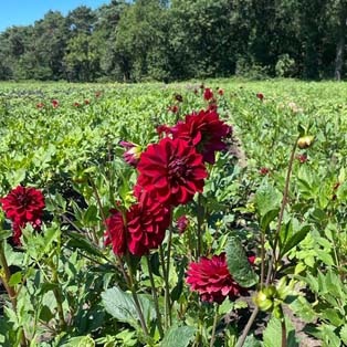 4 Stück Arabian Night