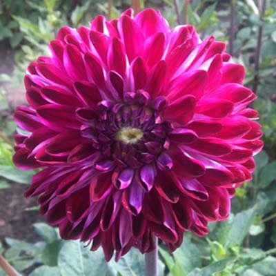 4 stuks Osirium Levering vanaf december