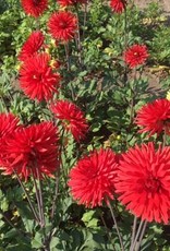 4 Stück Berger's Rekord