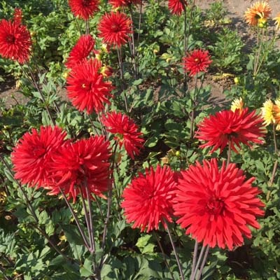 4 Stück Berger's Rekord