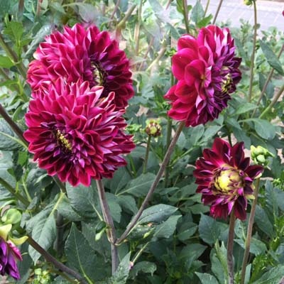 4 Stück Osirium Lieferung ab Dezember