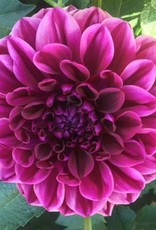 4 Stück GoGo Purple