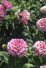 4 stuks GoGo Speckled