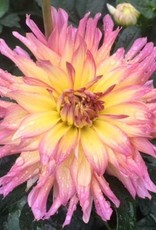 4 Stück GoGo PinkYellow