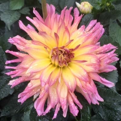 4 stuks GoGo PinkYellow