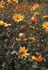 4 stuks Bishop of York