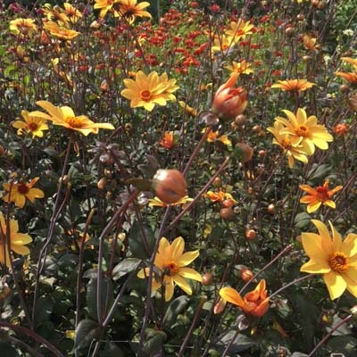 4 Stück Bishop of York