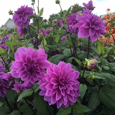 4 Stück Lilac Time Lieferung ab Dezember