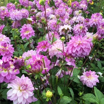 4 Stück Lake Michigan