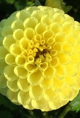 4 Stück Golden Torch