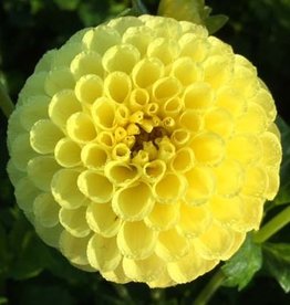 4 stuks Golden Torch