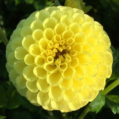 4 Stück Golden Torch