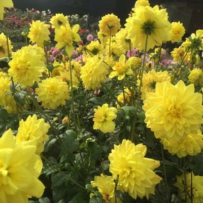 4 stuks Golden Emblem