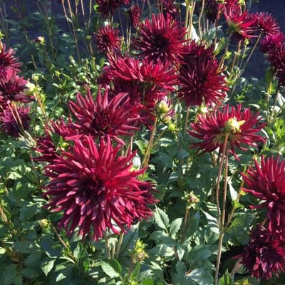 4 Stück Nuit d’été