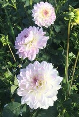 4 stuks Pretty in Pink Levering vanaf december