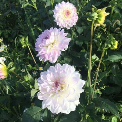 4 stuks Pretty in Pink