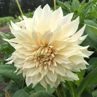 4 stuks Café au lait Levering vanaf december