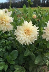 4 stuks Café au lait