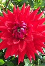 4 Stück Witteman's Best