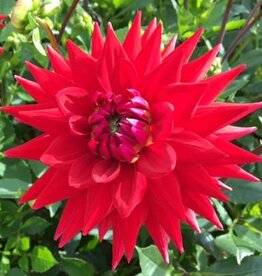 4 stuks Witteman's Best