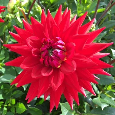 4 stuks Witteman's Best