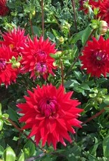 4 stuks Witteman's Best