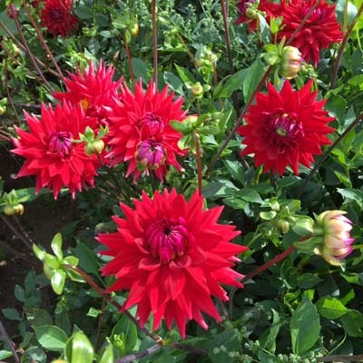 4 Stück Witteman's Best