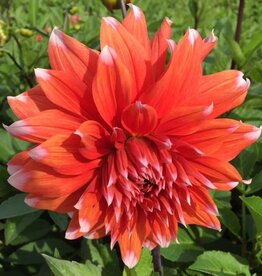 4 stuks Color Spectacle