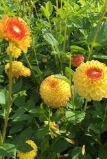 4 stuks Sunny Boy LEVERING VANAF DECEMBER
