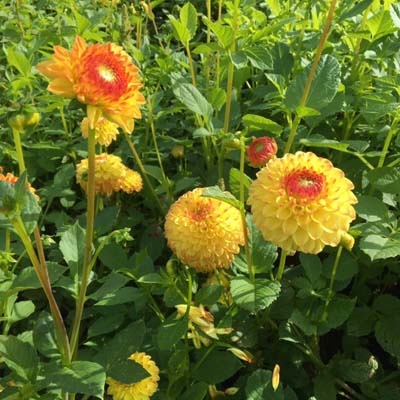 4 stuks Sunny Boy LEVERING VANAF DECEMBER