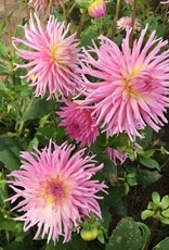 4 stuks Star's Favourite