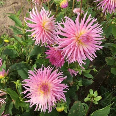 4 stuks Star's Favourite