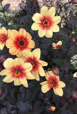 4 stuks Sunshine/Moonfire Levering vanaf december