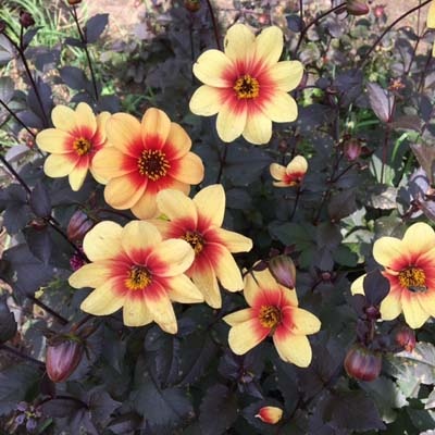 4 stuks Sunshine/Moonfire