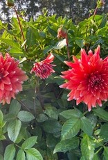 4 Stück Color Spectacle