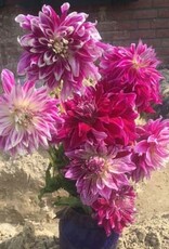 4 stuks Bristol Stripe