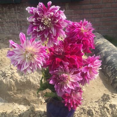 4 stuks Bristol Stripe