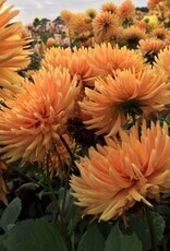 4 Stück Ludwig Helfert