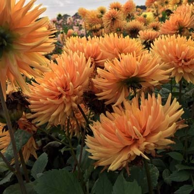 4 Stück Ludwig Helfert