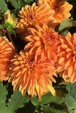 4 stuks Summer Flame Levering vanaf december