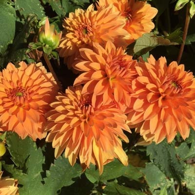 4 Stück Summer Flame