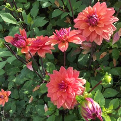 4 stuks American Dawn