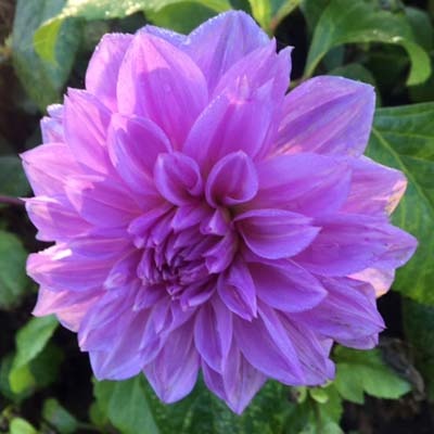 4 Stück Lilac Time Lieferung ab Dezember