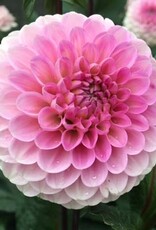 x stuks Wizard of Oz UITVERKOCHT