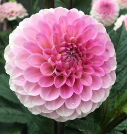 4 Stück Wizard of Oz